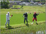 田植え